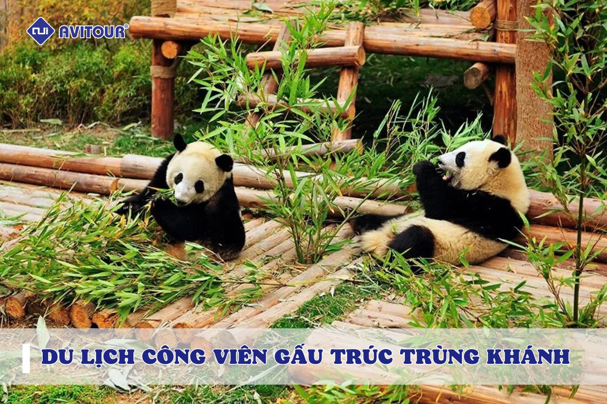 Ghé thăm công viên gấu trúc Trùng Khánh