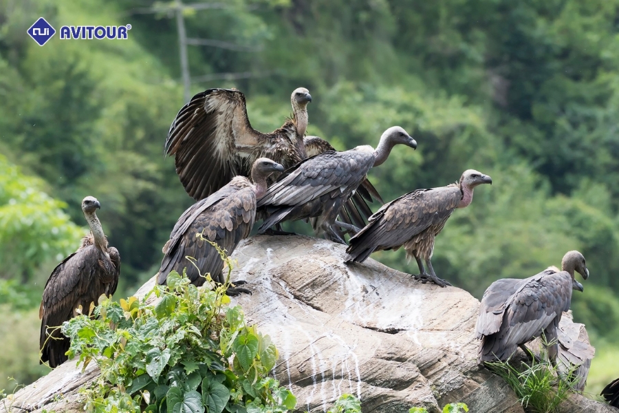 Hiểu sâu hơn về văn hóa Tây Tạng huyền bí