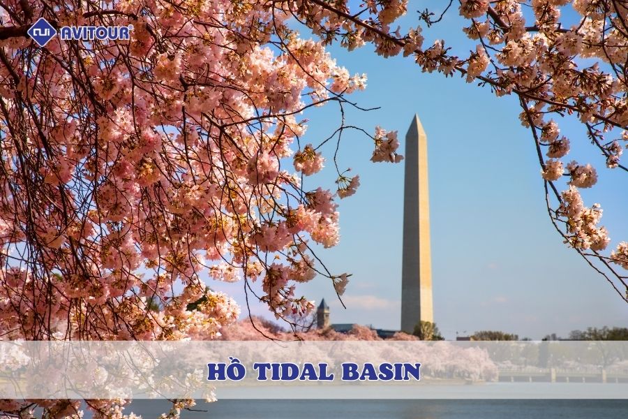 Hồ Tidal Basin - Điểm hẹn mùa xuân của những người yêu hoa anh đào