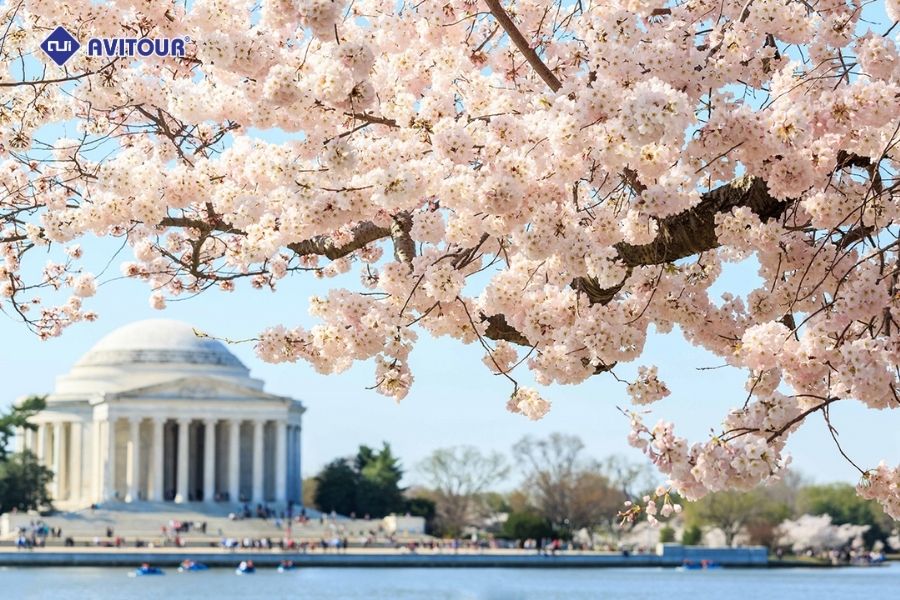 Hồ Tidal Basin - Điểm hẹn mùa xuân của những người yêu hoa anh đào