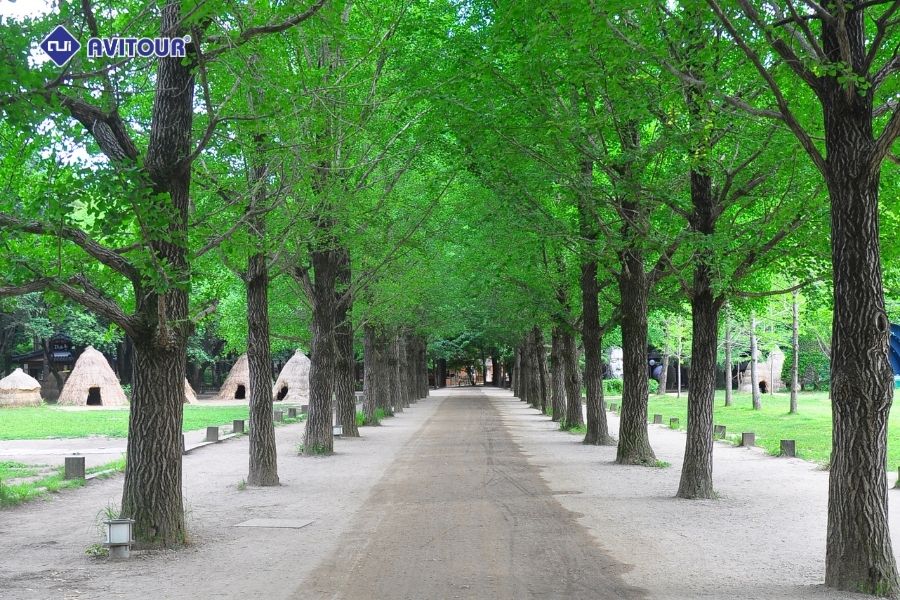 Khám phá Đảo Nami: Bức tranh thiên nhiên tuyệt mỹ tại xứ sở Kim Chi