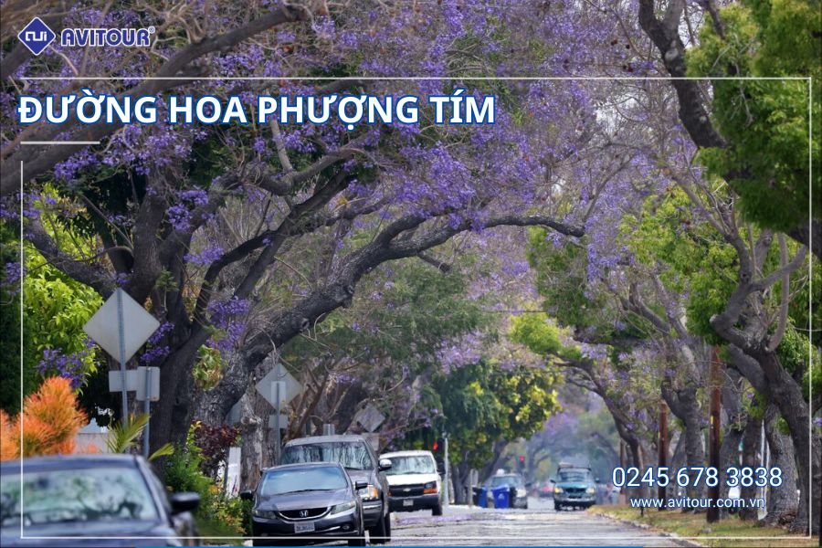 KHÁM PHÁ ĐÔNG TÂY HOA KỲ MÙA PHƯỢNG TÍM 2025