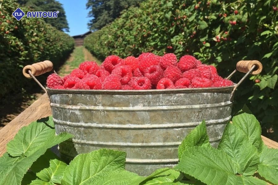 Khám phá vẻ đẹp hoang sơ của công viên quốc gia Dandenong