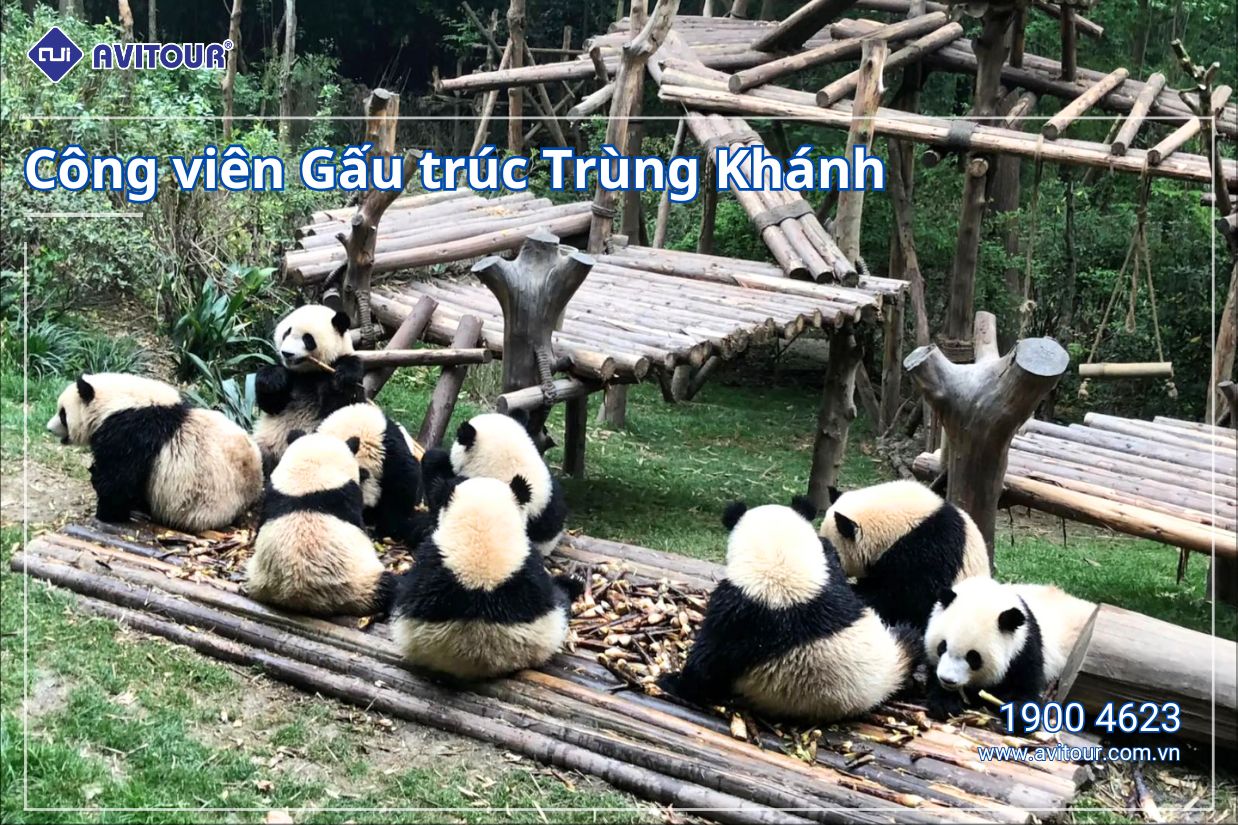 Khởi hành đến Trung Quốc | TRÙNG KHÁNH - TỪ KHÍ KHẨU CỔ TRẤN - CÔNG VIÊN GẤU TRÚC TRÙNG KHÁNH - TỊNH THỔ A BÁ - THÀNH ĐÔ - CỬU TRẠI CÂU