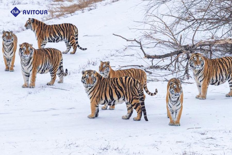 Kinh nghiệm du lịch Cáp Nhĩ Tân liệu bạn đã biết