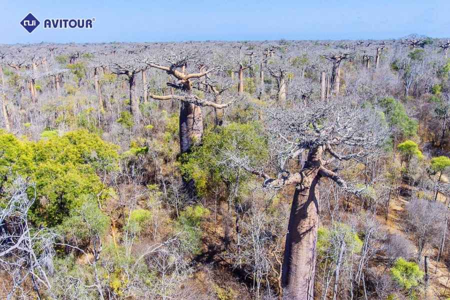 Lạc bước thiên nhiên hoang dã tại khu bảo tồn Kirindy Madagascar