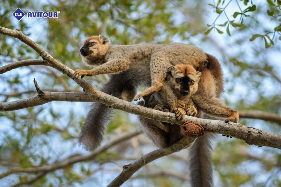 Lạc bước thiên nhiên hoang dã tại khu bảo tồn Kirindy Madagascar