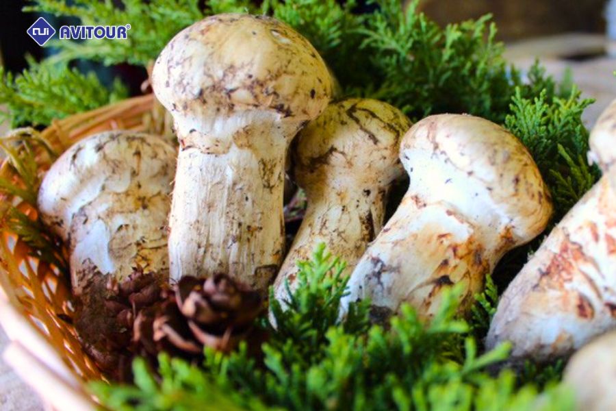 Lạc Về Cổ Đại Cùng Lệ Giang Cổ Trấn