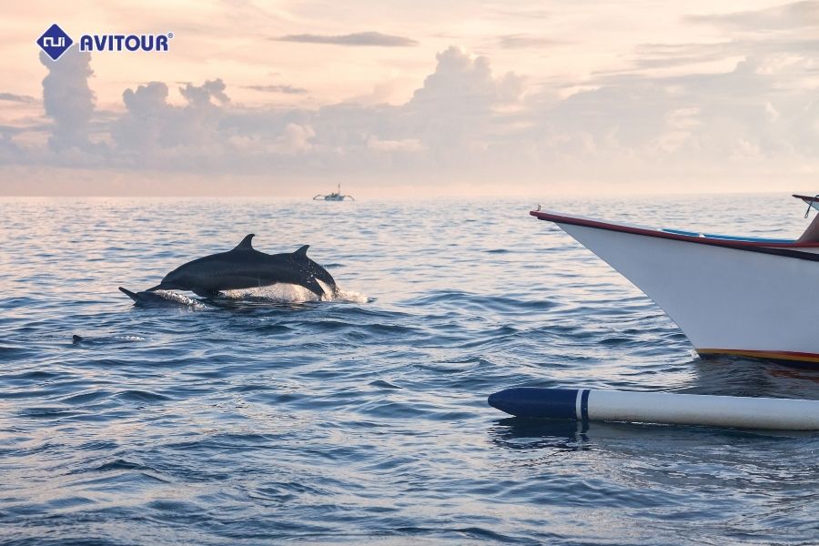 Lặn biển ngắm cá heo ở Lovina: Trải nghiệm có một không hai giữa đại dương xanh