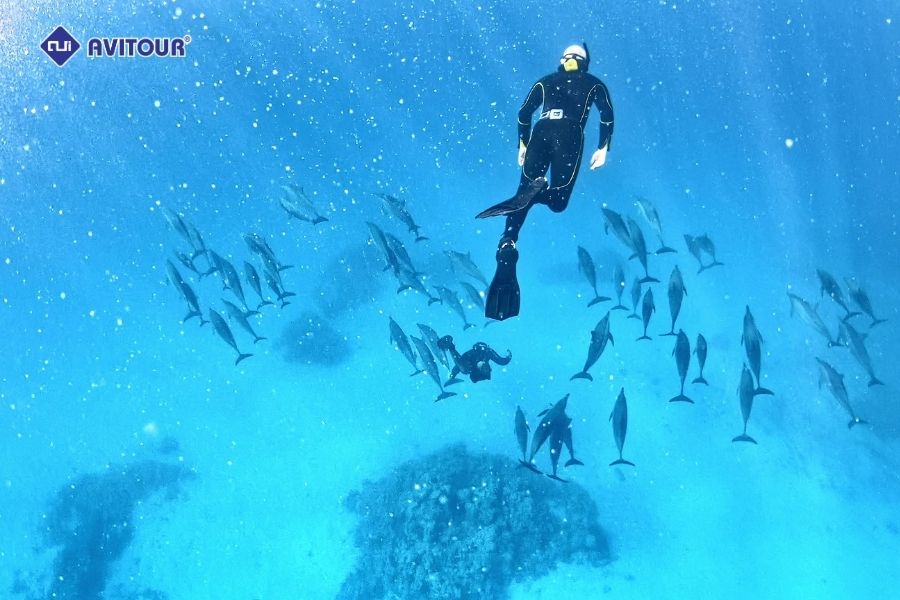 Lặn biển ngắm cá heo ở Lovina: Trải nghiệm có một không hai giữa đại dương xanh