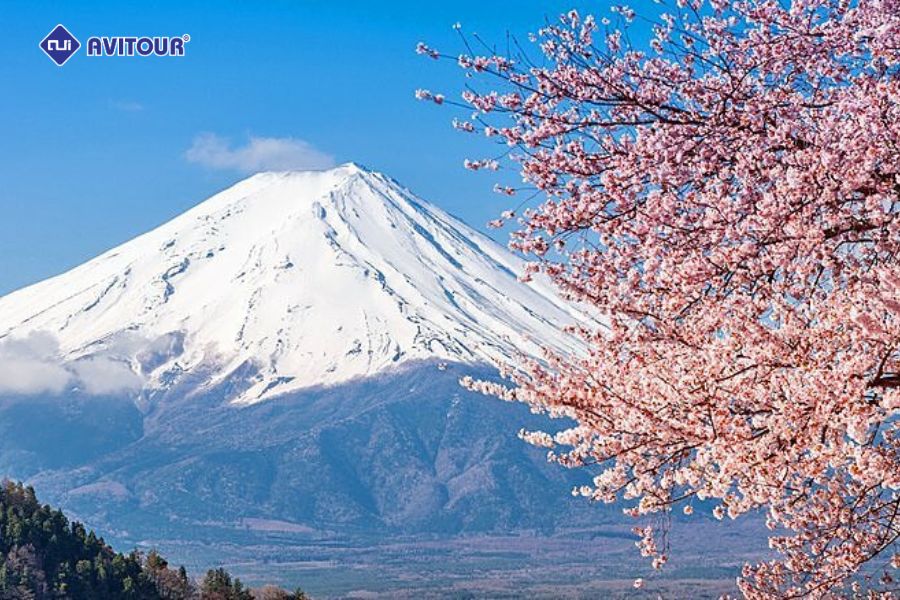 Lễ hội Fuji Shibazakura Có Gì Thú Vị