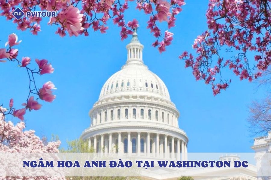Mê mẩn những góc ảnh đẹp khi ngắm hoa anh đào tại Washington DC