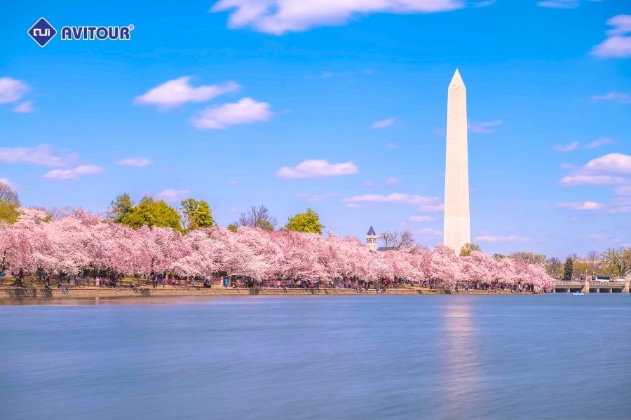 Mê mẩn những góc ảnh đẹp khi ngắm hoa anh đào tại Washington DC