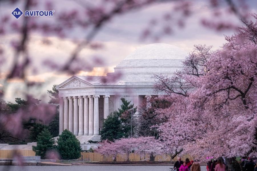 Mê mẩn những góc ảnh đẹp khi ngắm hoa anh đào tại Washington DC