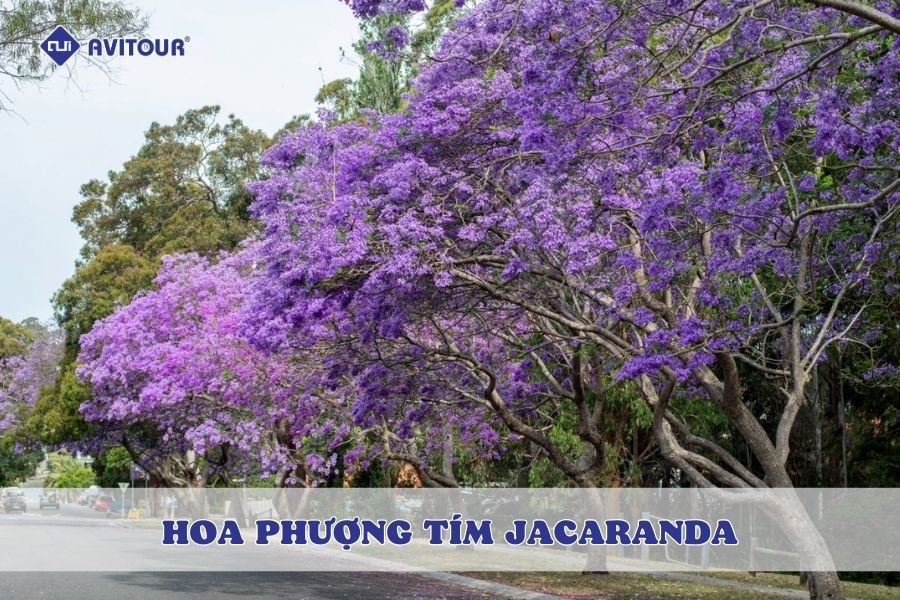 Khám phá mùa hoa phượng tím Jacaranda California: Loài hoa khiến bao người say đắm