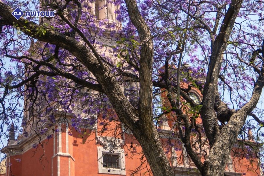 Khám phá mùa hoa phượng tím Jacaranda California: Loài hoa khiến bao người say đắm