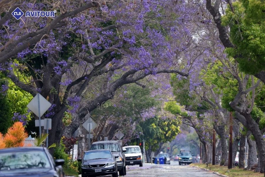Khám phá mùa hoa phượng tím Jacaranda California: Loài hoa khiến bao người say đắm
