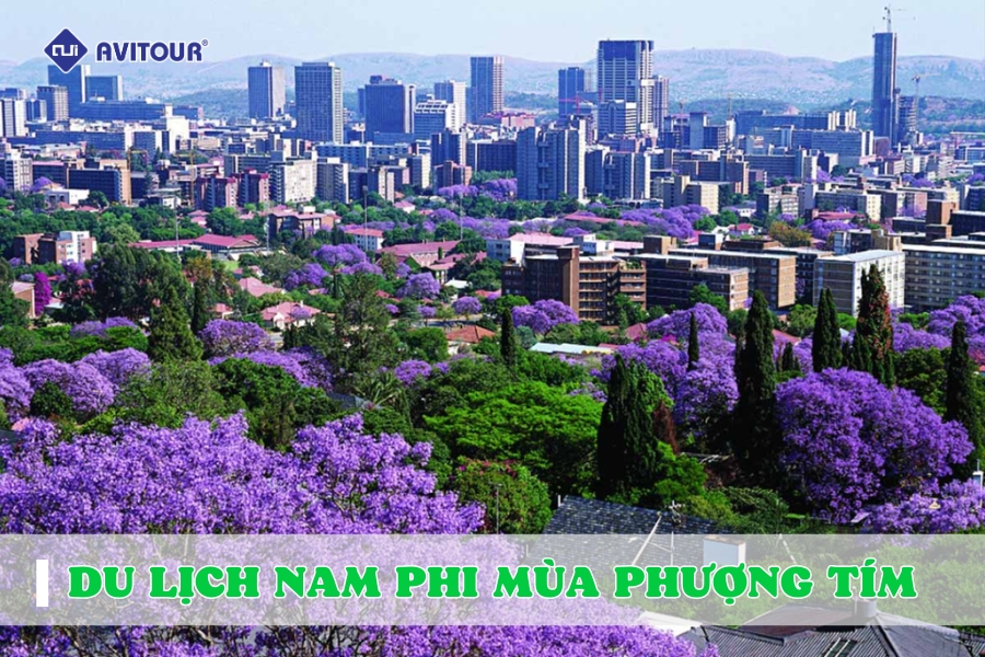 Nam Phi Mùa Phượng Tím – Vẻ Đẹp Tuyệt Vời Chỉ Có Một Lần Trong Năm