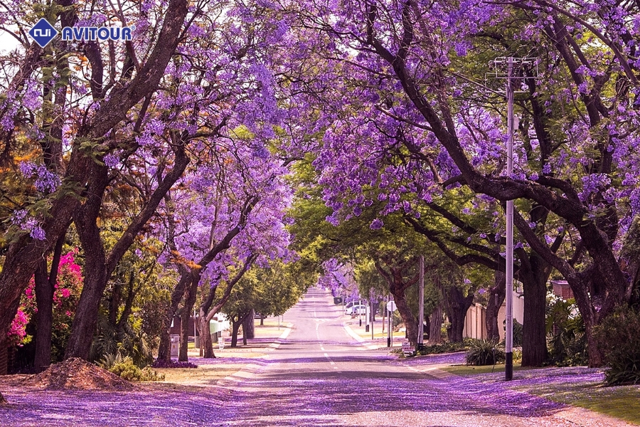 Nam Phi Mùa Phượng Tím – Vẻ Đẹp Tuyệt Vời Chỉ Có Một Lần Trong Năm