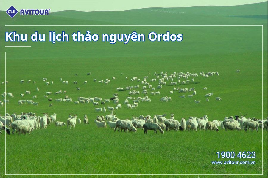 Ngỡ ngàng trước Nội Mông rộng lớn | HÀ NỘI - THẢO NGUYÊN ORDOS - SA MẠC VỌNG ÂM - NGÂN XUYÊN - NINH HẠ - ORDOS - HÀ NỘI