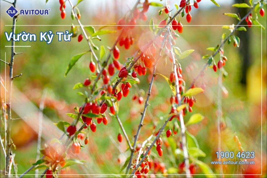 Ngỡ ngàng trước Nội Mông rộng lớn | HÀ NỘI - THẢO NGUYÊN ORDOS - SA MẠC VỌNG ÂM - NGÂN XUYÊN - NINH HẠ - ORDOS - HÀ NỘI