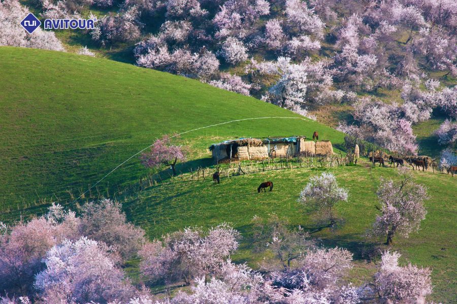 Tân Cương mùa nào đẹp nhất? Bỏ túi ngay bí kíp chọn thời điểm du lịch phù hợp