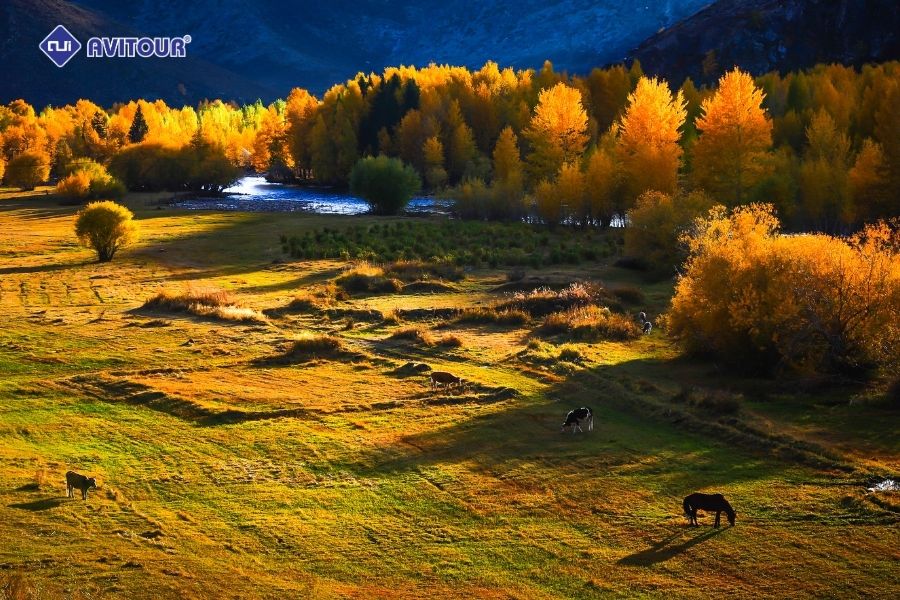 Tân Cương mùa nào đẹp nhất? Bỏ túi ngay bí kíp chọn thời điểm du lịch phù hợp