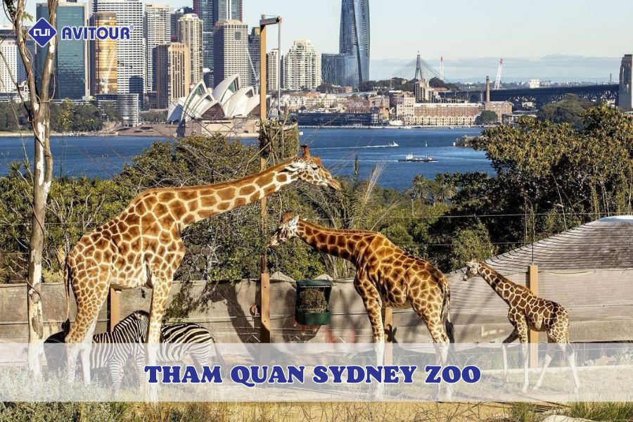 Tham quan Sydney Zoo và khám phá thế giới động vật hoang dã