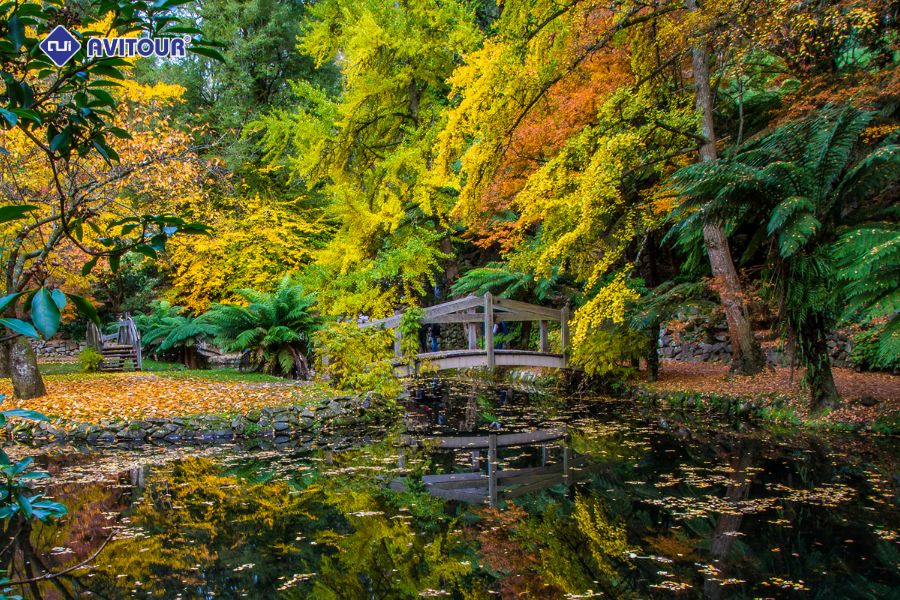 Thời điểm vàng để tận hưởng trọn vẹn vẻ đẹp của công viên Fitzroy