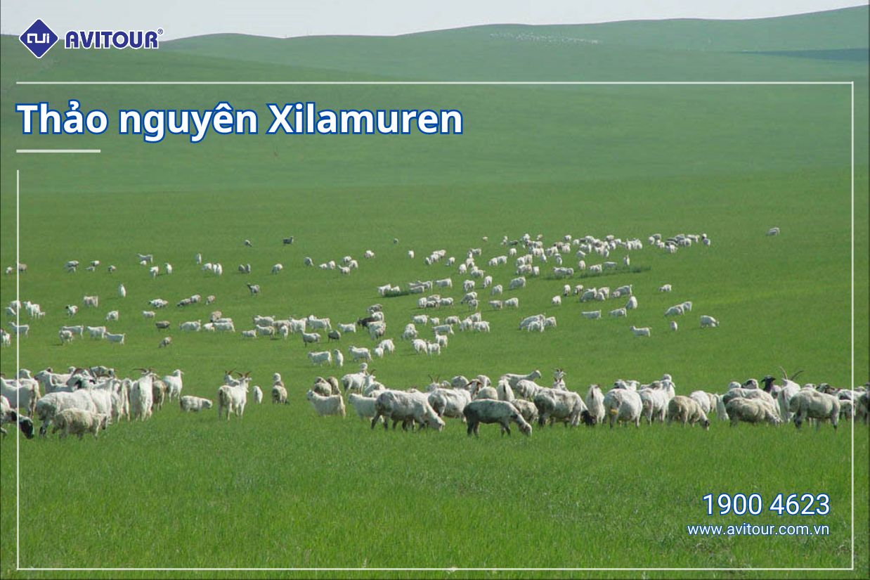 Thưởng ngoạn vẻ đẹp kì vĩ của Nội Mông Cổ | HÀ NỘI – ORDOS – SA MẠC VỌNG ÂM – THẢO NGUYÊN XILAMUREN