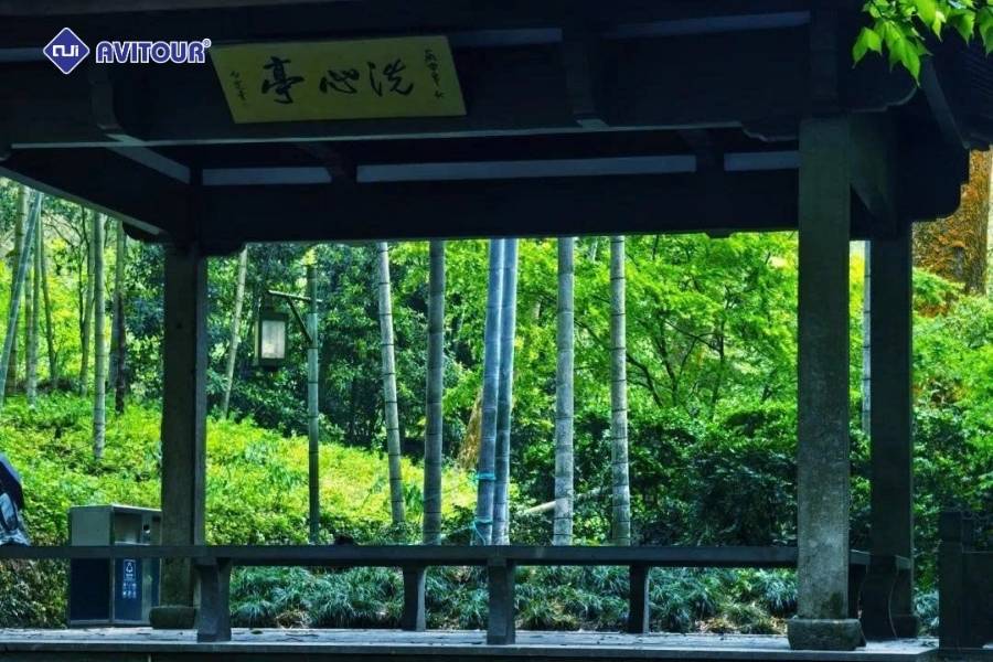 Vẻ đẹp thanh bình của đường tre Vân Khê khiến ai cũng say lòng