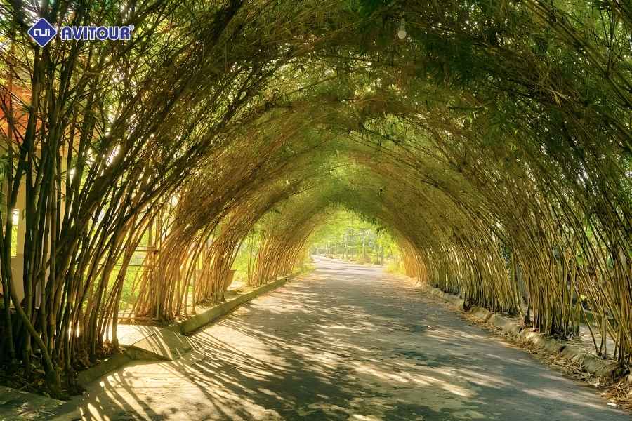 Vẻ đẹp thanh bình của đường tre Vân Khê khiến ai cũng say lòng