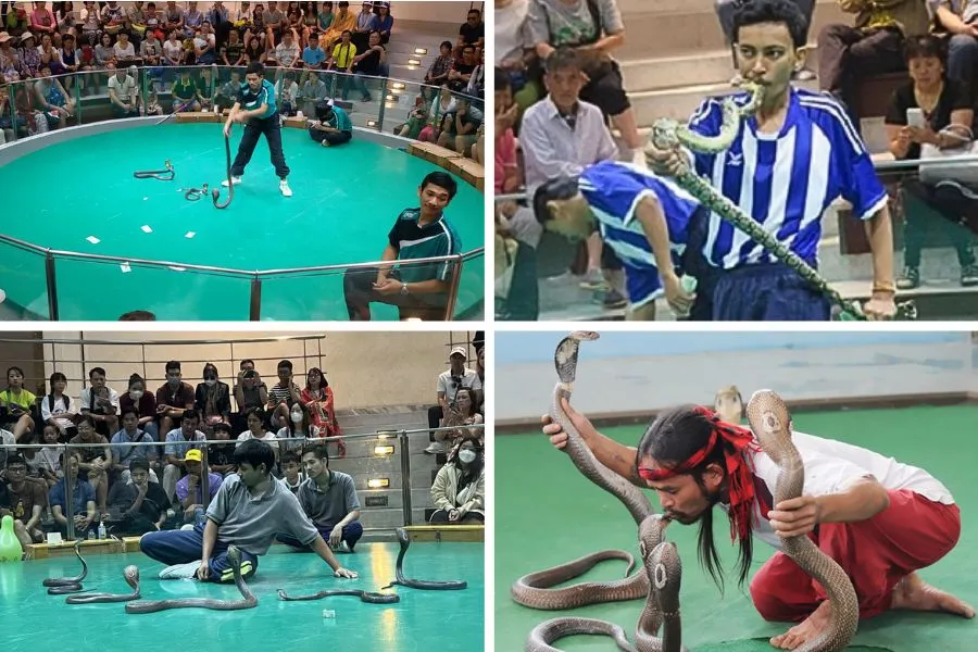 Vén màn bí mật về Trung tâm nghiên cứu Rắn độc Thái Lan