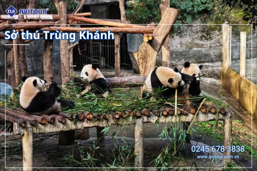 VI VU TRÙNG KHÁNH - THÀNH CỔ TÙNG PHAN TỪ KHÍ KHẨU CỔ TRẤN - HỒNG NHAI ĐỘNG TỊNH THỔ A BÁ - CỬU TRẠI CÂU