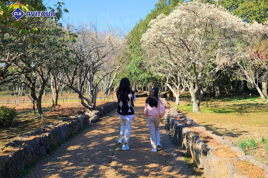 Vườn Ươm Halla Arboretum: Thiên Đường Của Những Loài Cây Tại Jeju