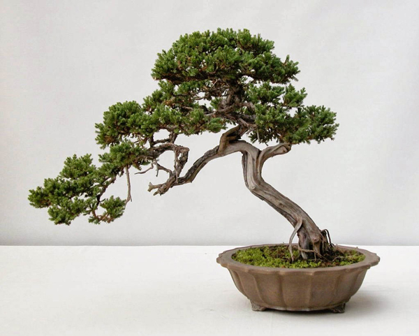 Cây Tùng có nghĩa là “bậc đại trượng phu” hiên ngang khí phách