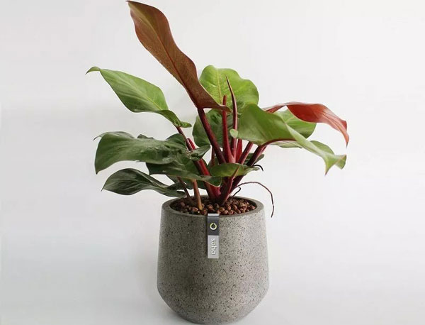 Lựa chọn các cây có màu vàng, đỏ, hồng,... để phù hợp với người mệnh Thổ