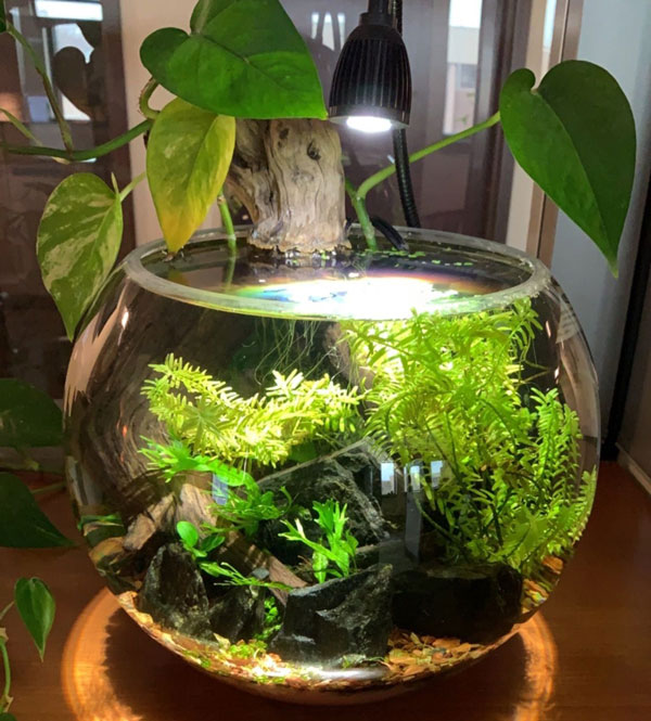 Bể cá phong thủy với sự kết hợp với đá màu đen