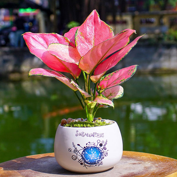 Cây Vạn Lộc hợp với người mệnh Hỏa