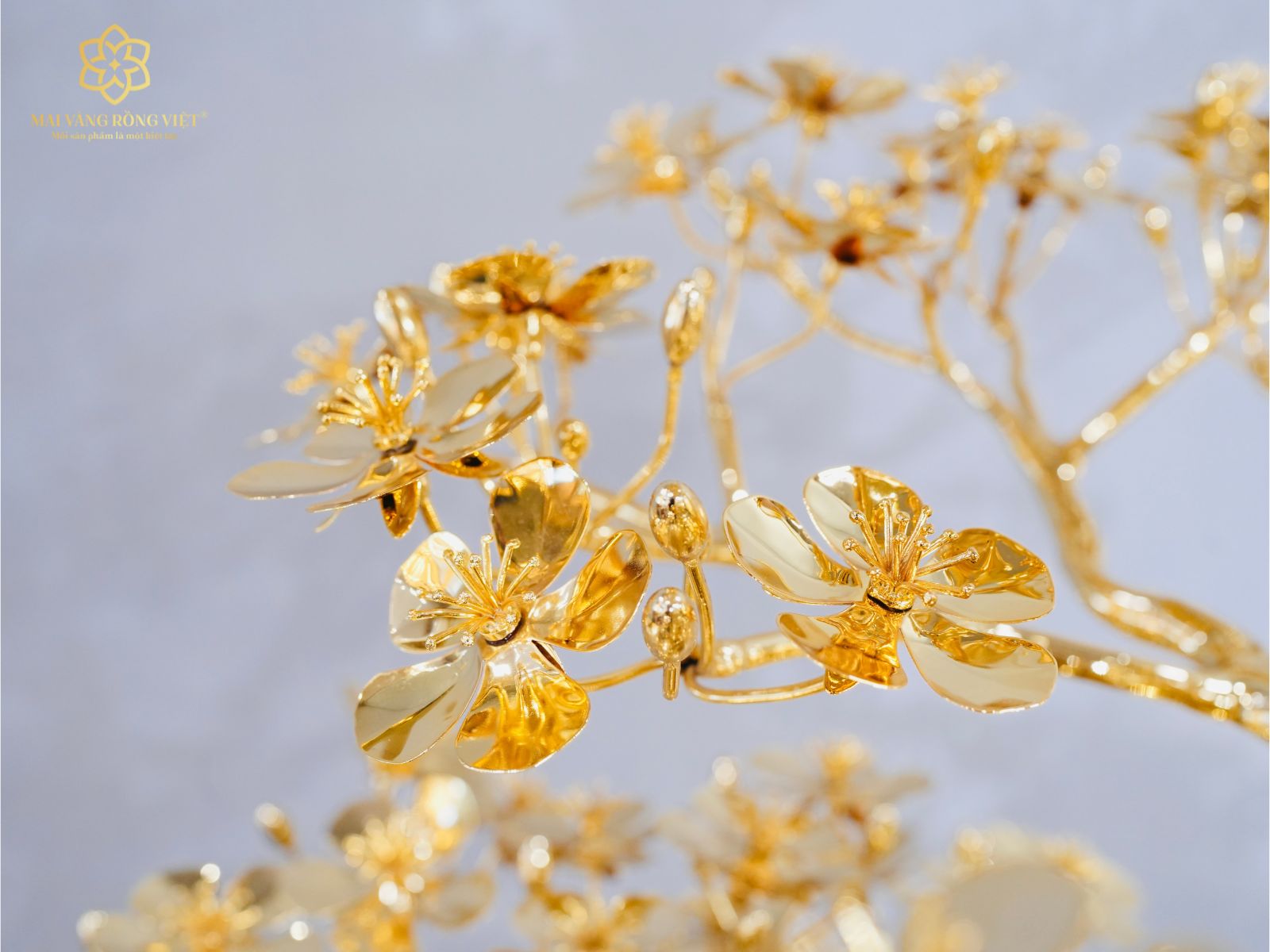 Thiết kế bông hoa mai cây Mai Rồng Việt