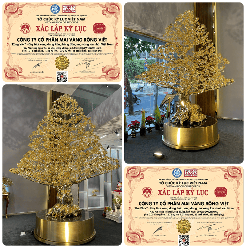 Kỷ lục Cây Mai Mạ Vàng Lớn Nhất Việt Nam
