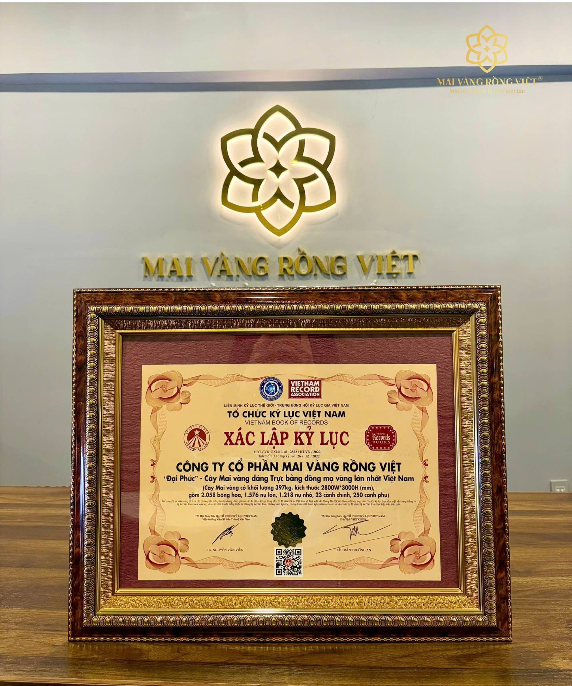 kỷ lục việt nam cây mai đại phúc - mai vàng rồng việt