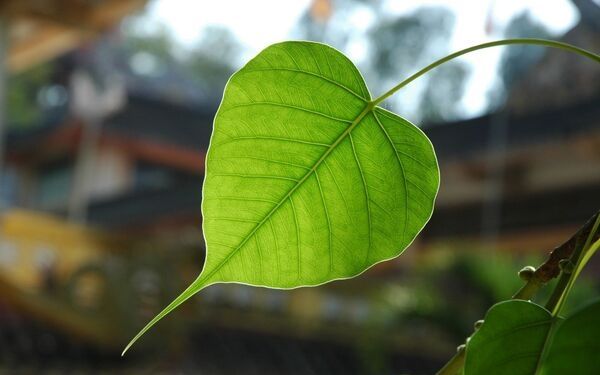 Lá cây bồ đề có hình dáng trái tim
