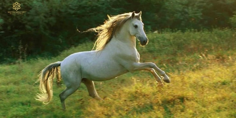 Người tuổi 1966 khôn khéo