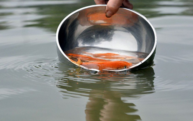 Khi phóng sinh cá thì phải thả nhẹ nhàng và phải bỏ túi nilon, thực hiện giữ gìn vệ sinh môi trường