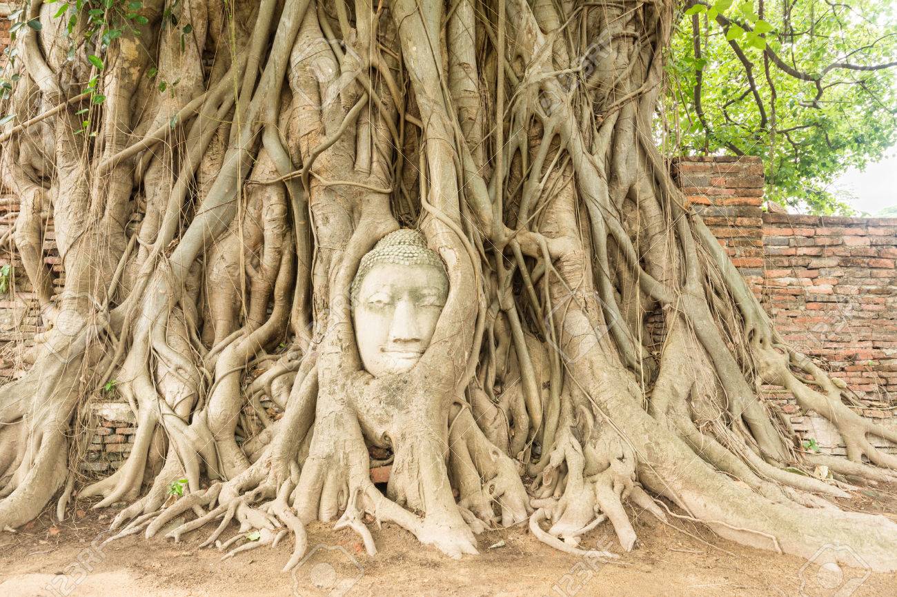 ý nghĩa phong thủy của cây bồ đề