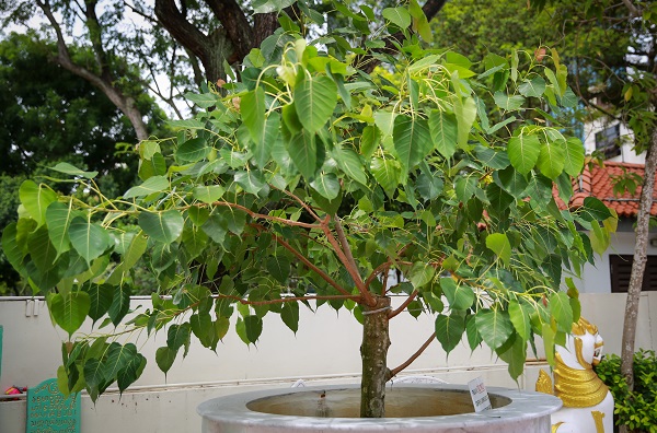 ý nghĩa phong thủy của cây bồ đề