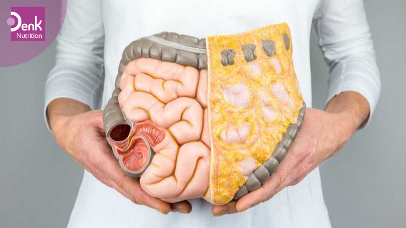 Kẽm giúp hệ tiêu hóa hoạt động tốt