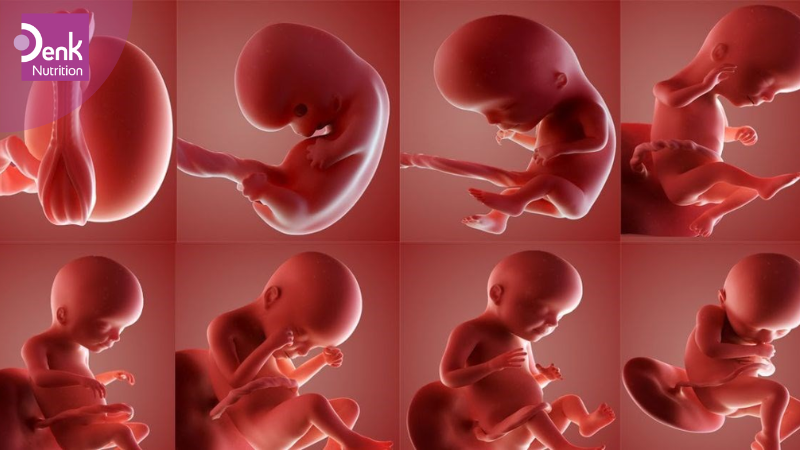 Vì sao 3 tháng đầu thai kỳ lại quan trọng