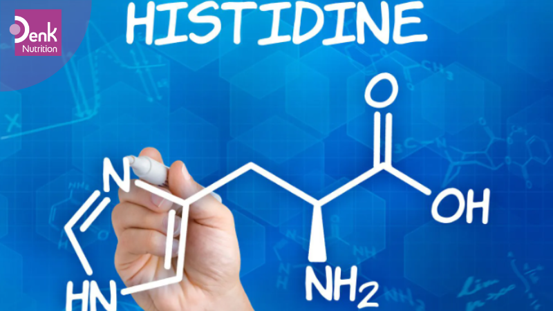 Công dụng của Histidine đối với cơ thể